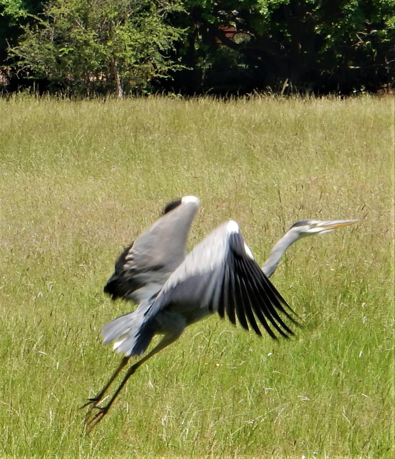 Heron Flying